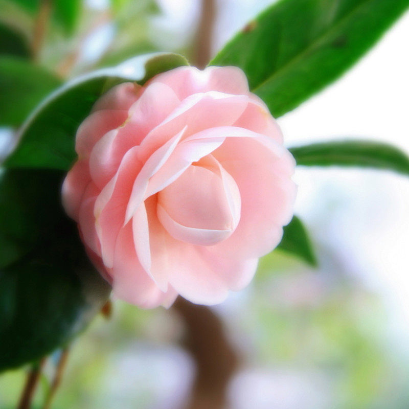 茶花宫粉小桃桃红花卉绿植纯粉色系高档经典花卉