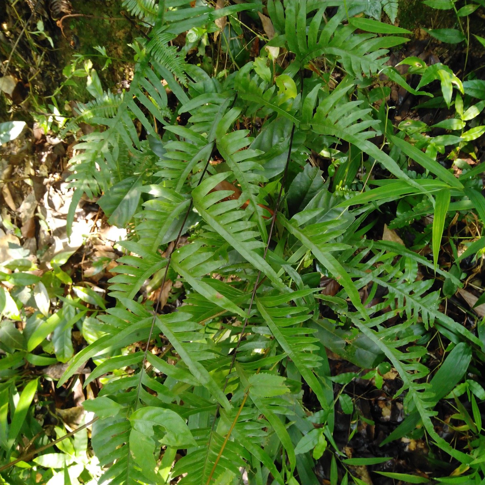 半边野生新鲜全草凤尾甘草蕨青草药现挖现发其他药食同源食品