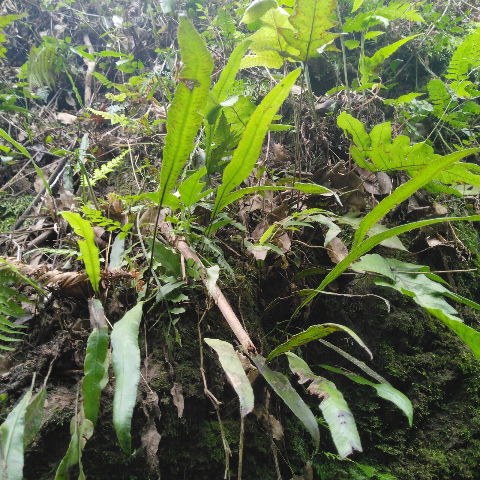 单叶野生生鲜双盖蕨全囊蕨篦梳剑矛叶蹄盖小石其他药食同源食品
