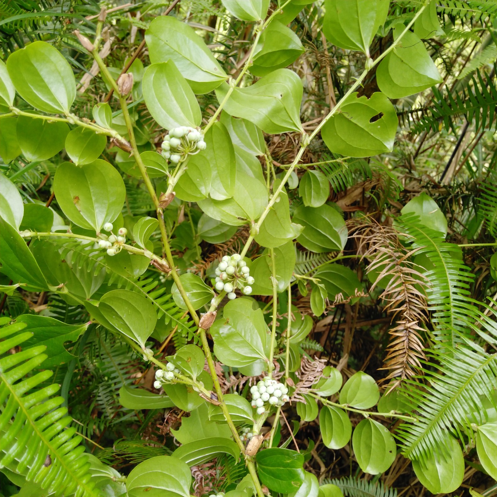 野生菝葜新鲜现挖金刚刺乌鱼刺铁菱角金刚藤马加勒山归来中草药材