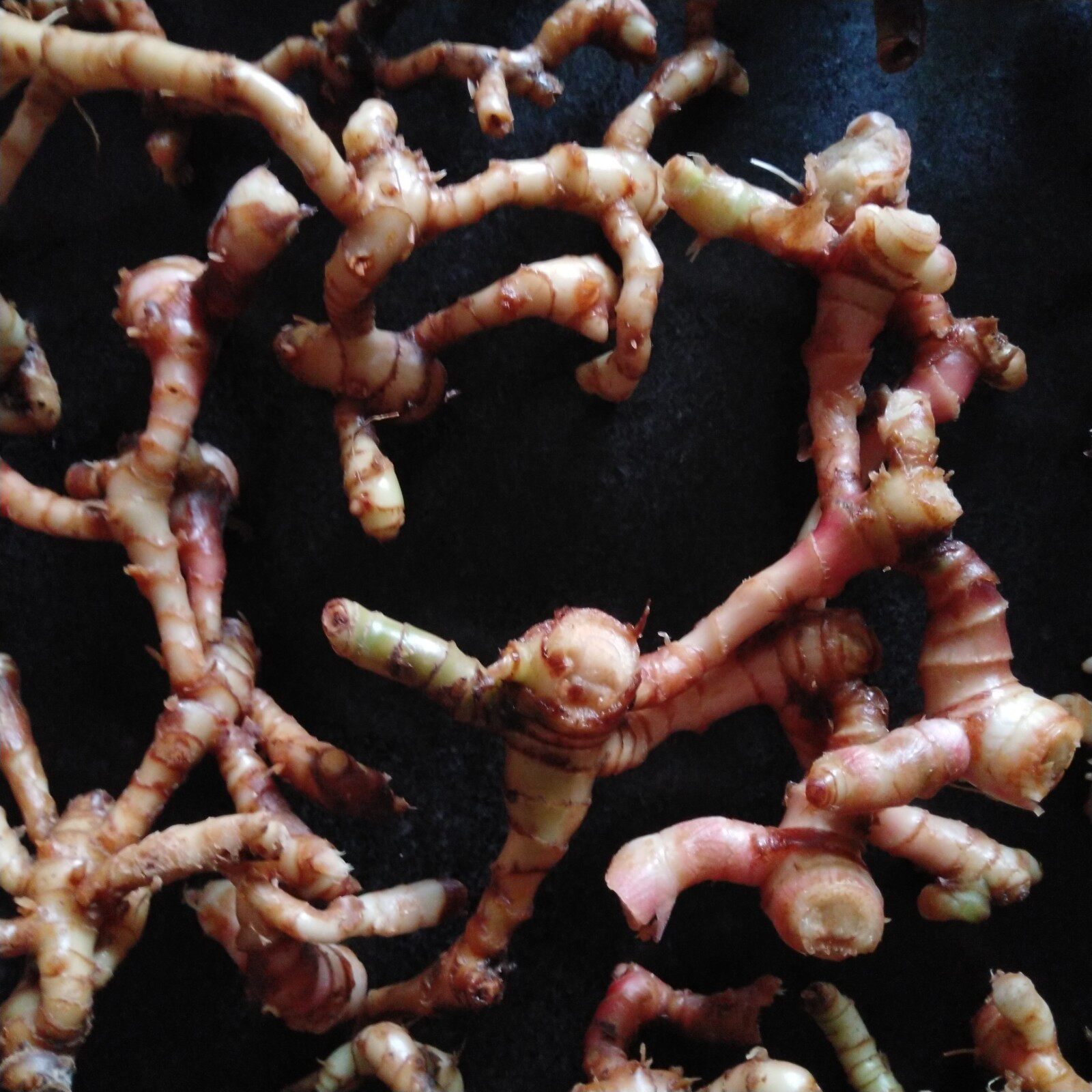 野生新鲜山姜根中草药箭杆九龙九姜连美草姜叶淫羊藿其他药食同源食品