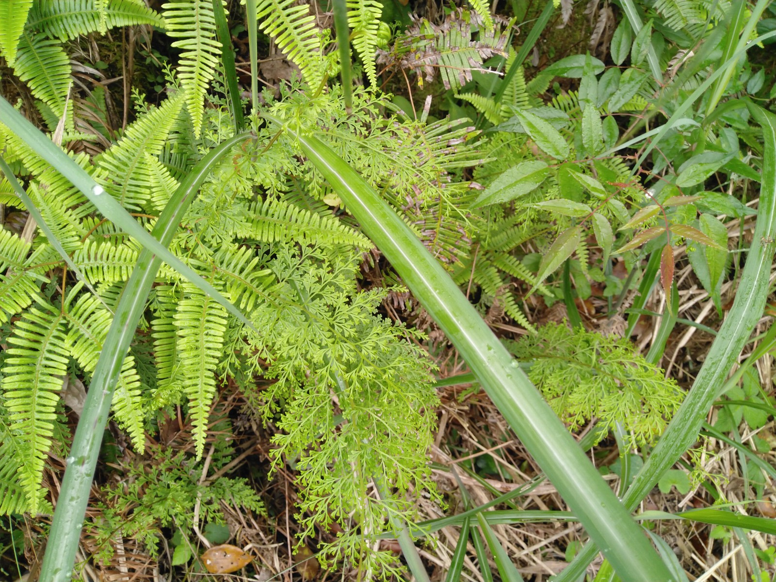 野生野鸡500g中药材尾乌凤凰细叶鸡尾小叶新鲜其他药食同源食品