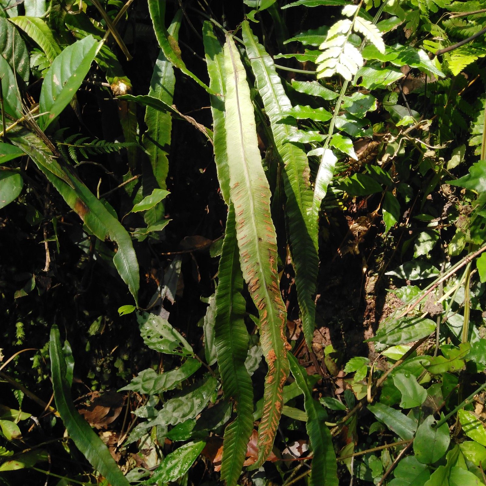 单叶野生生鲜双盖蕨全囊蕨篦梳剑矛叶蹄盖小石其他药食同源食品