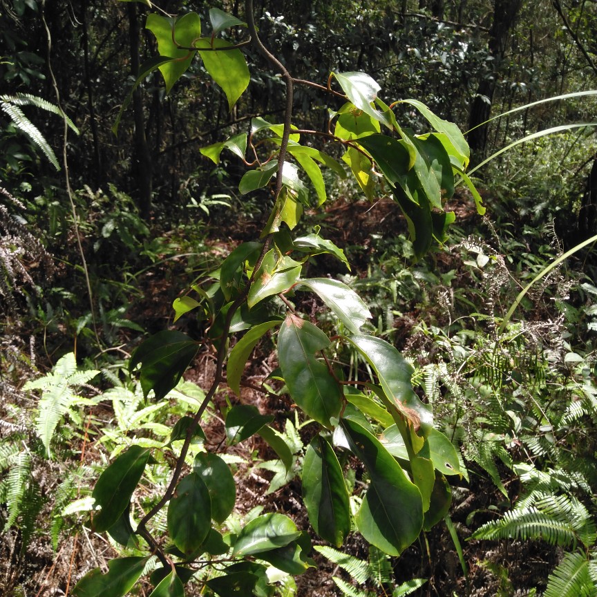 闽南南中草药药材野生青山龙根干品炖牛尾山货其他药食同源食品