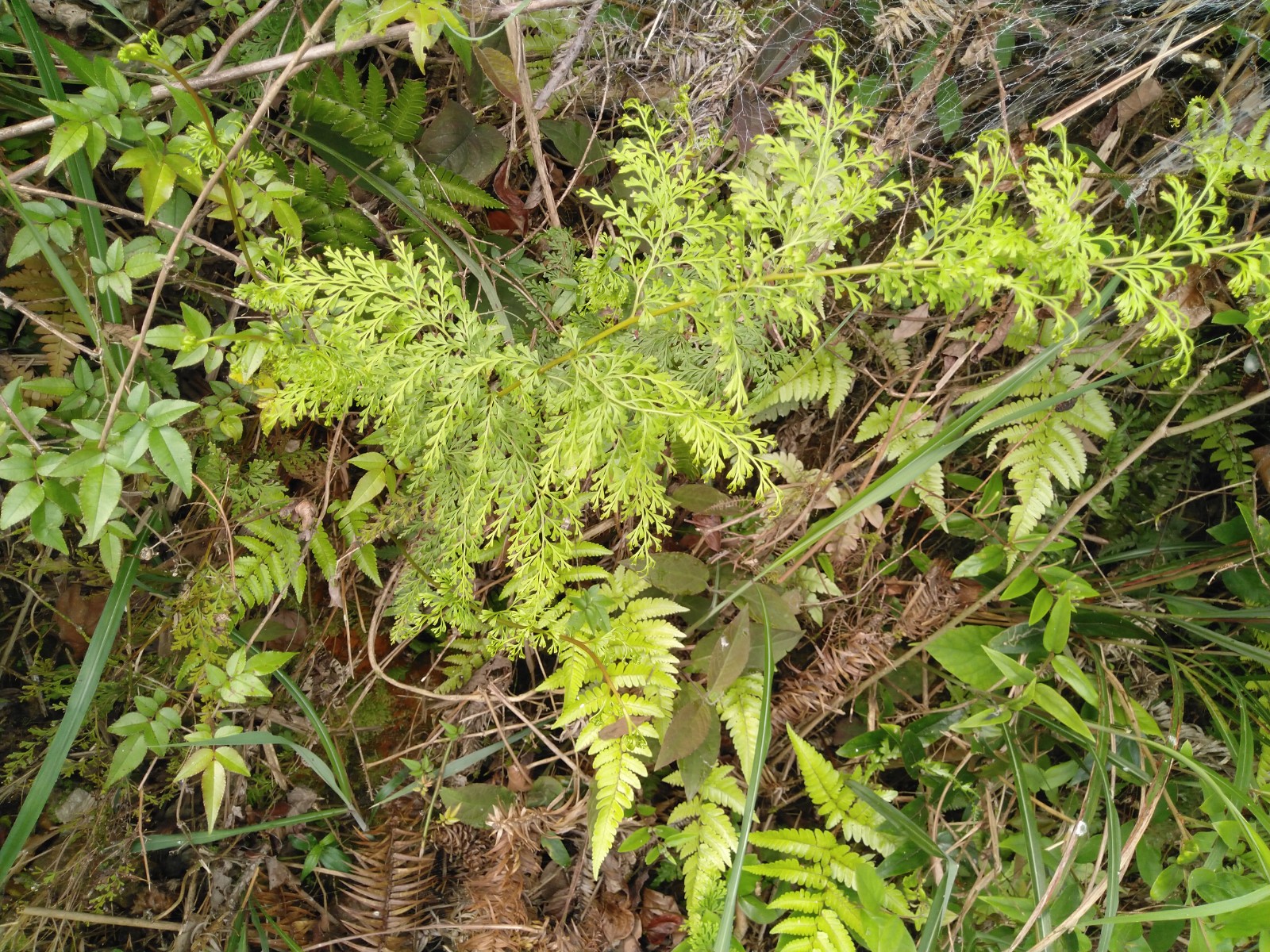 草药此鸡尾图片