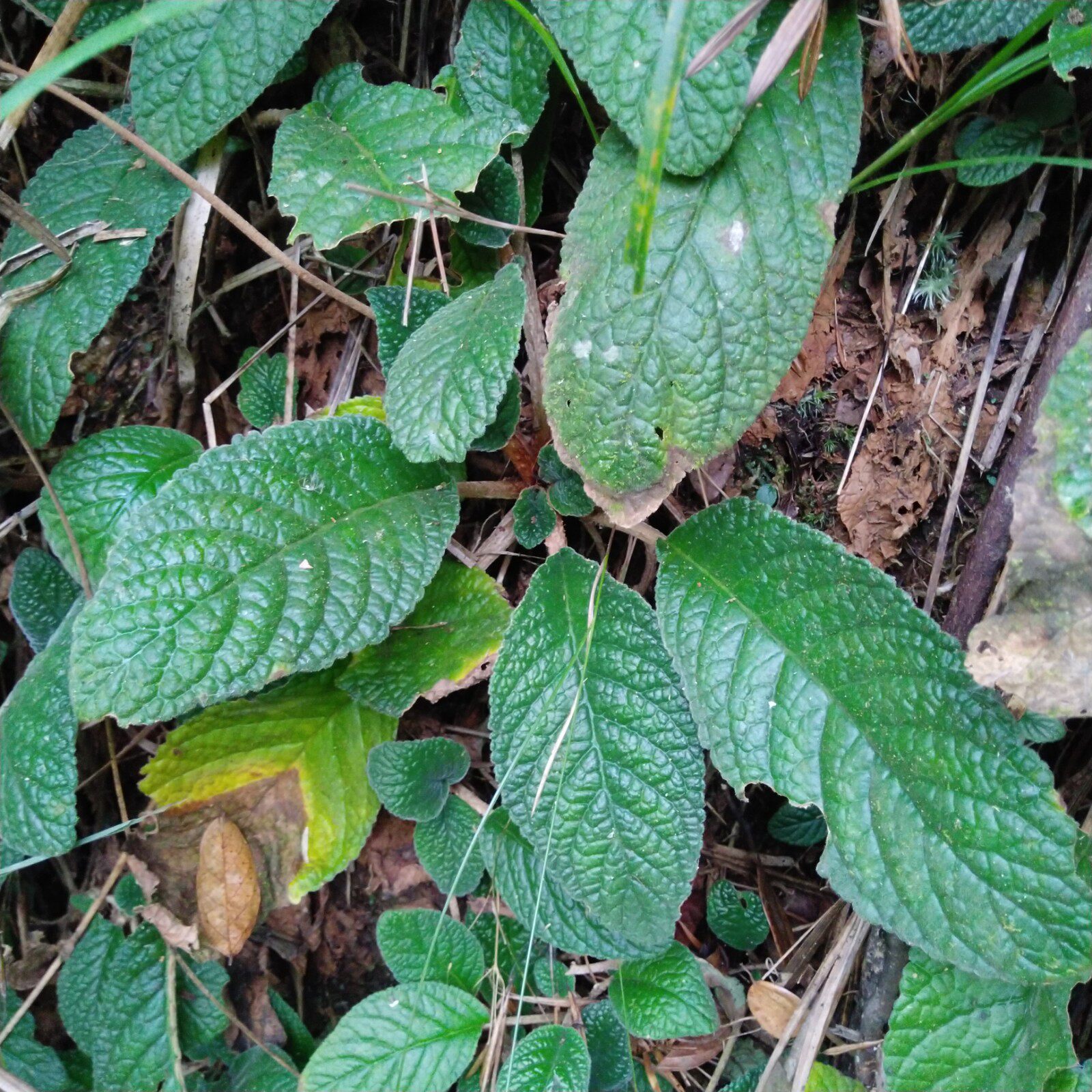 新鲜500g草药发青现采山里芥菜大花毛芥菜别称其他药食同源食品