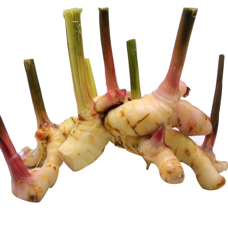 泰国南姜新鲜冬阴调料香料佐料国良500g生姜