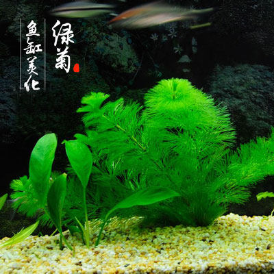 水草绿菊中后水下叶坨草藻球入缸成淡水淡水鱼鱼缸水草