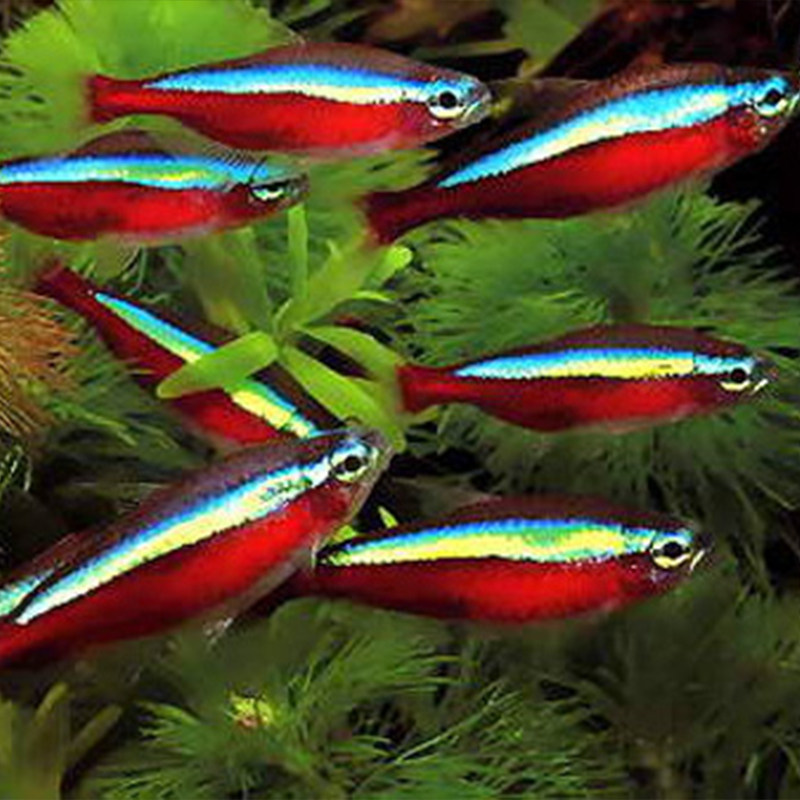 宝莲灯红绿灯游鱼观赏鱼巴西热带鱼小型淡水淡水鱼鱼苗鱼