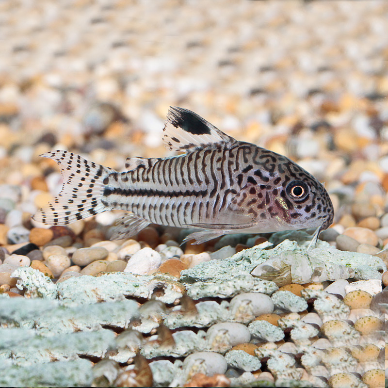 底栖老鼠活体免邮南美观赏鱼热带鱼清洁洁鱼工具鱼