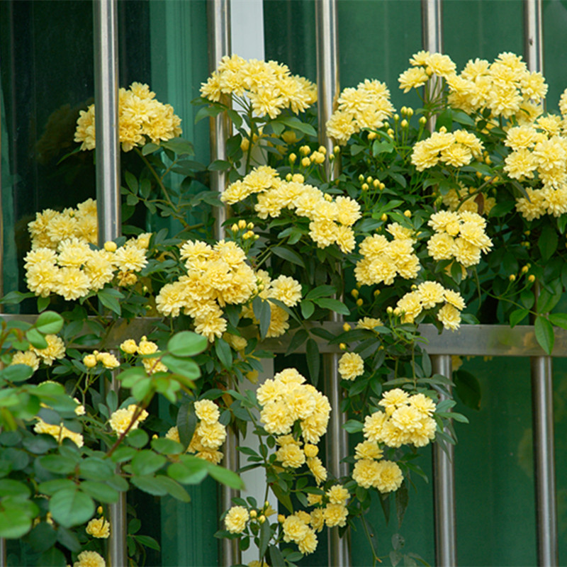 重瓣庭院丰花盆栽有香味花苞栅栏花园花卉黄木香时令草本花卉