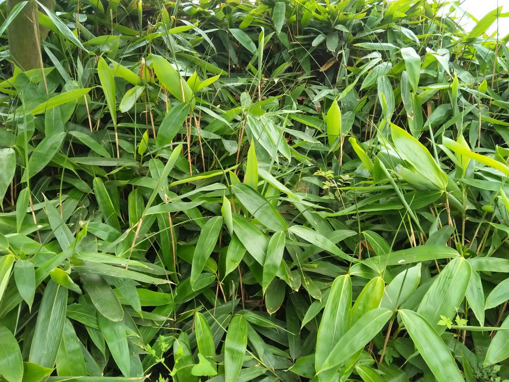 粽子叶子新鲜芦苇包粽子大号野生纯天然粽粑叶干粽叶树叶