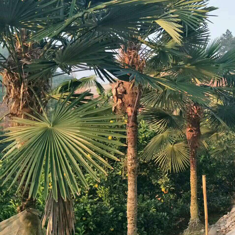 野生新鲜棕包米棕树尾巴棕心棕尖棕芘尾棕榈树尾棕片其他