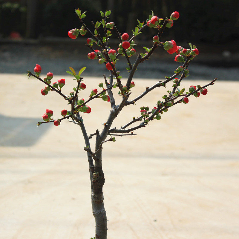花卉长寿海棠花盆栽老桩造型盆景重瓣不带花苞时令草本花卉