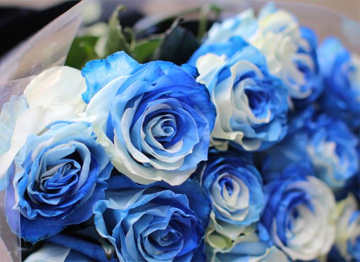 进口厄瓜多尔11朵天空蓝玫瑰鲜花北京济南杭州长沙同城生日送花