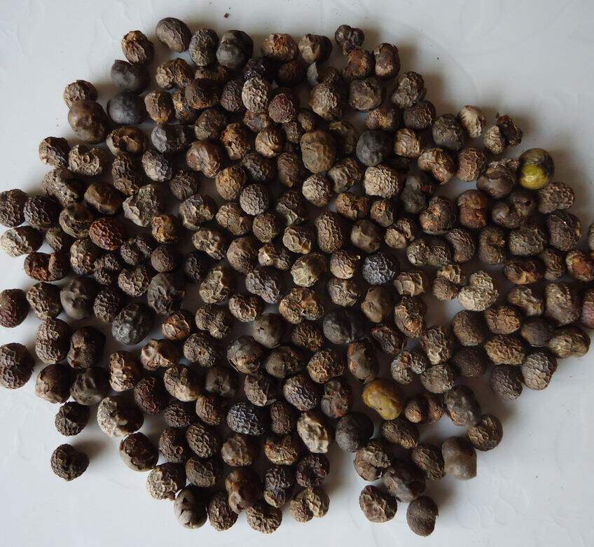 棕榈子棕叶籽棕树籽棕榈籽绿萝棕子棕丝籽马尾棕山籽种子棕树子果