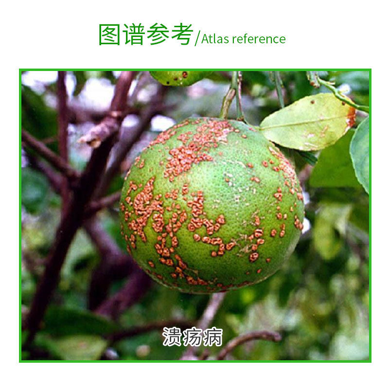 满福庄园松脂酸铜1000g柑橘溃疡病霉病枯萎专用杀菌剂