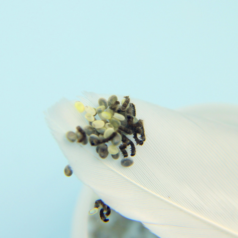 孵化彩色蚕卵蚕宝宝蚕蛋杂交桑蚕蚕种蚕籽盒包蚕宝宝