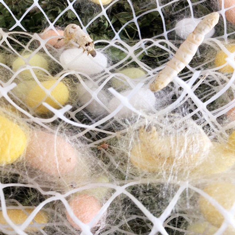 吐丝方格专用结茧网大茧网蚕菇具结工具饲养蚕宝宝