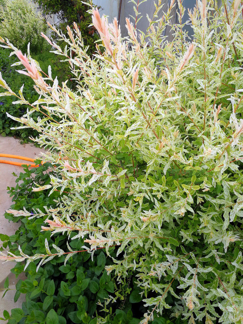 彩叶杞柳花叶柳盆灌木耐寒耐热耐旱耐湿园艺时令草本花卉