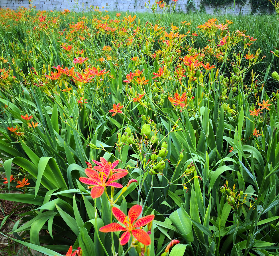 射干盆多年生宿根花卉耐寒耐热耐旱耐湿花期园艺时令草本花卉