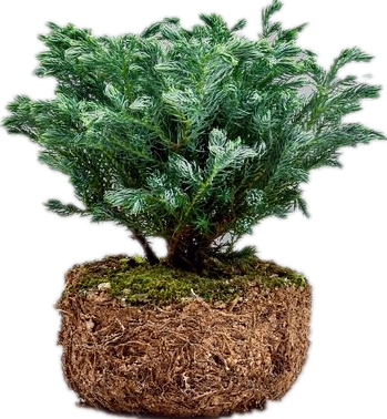 蓝湖蓝色波尔金光绒柏盆栽松柏常绿植物花卉时令草本花卉