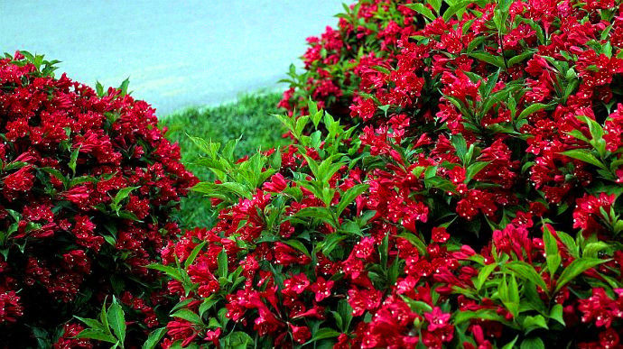 锦带盆王子金叶耐寒耐热优良灌木花卉花卉