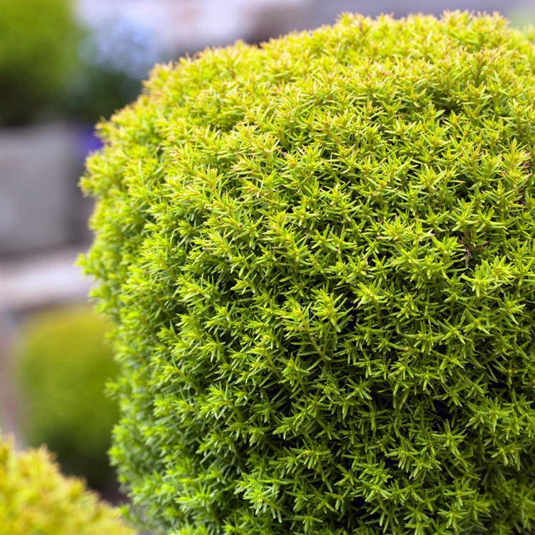 蓝湖蓝色波尔金光绒柏盆栽松柏常绿植物花卉时令草本花卉