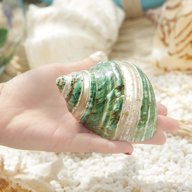 天然旋螺南非蝾螺千手珍珠塔绿海海螺贝壳地中海海螺