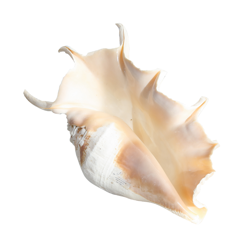 天然七角海螺海螺贝壳地台鱼缸饰品婚庆鱼缸水族造景摆设