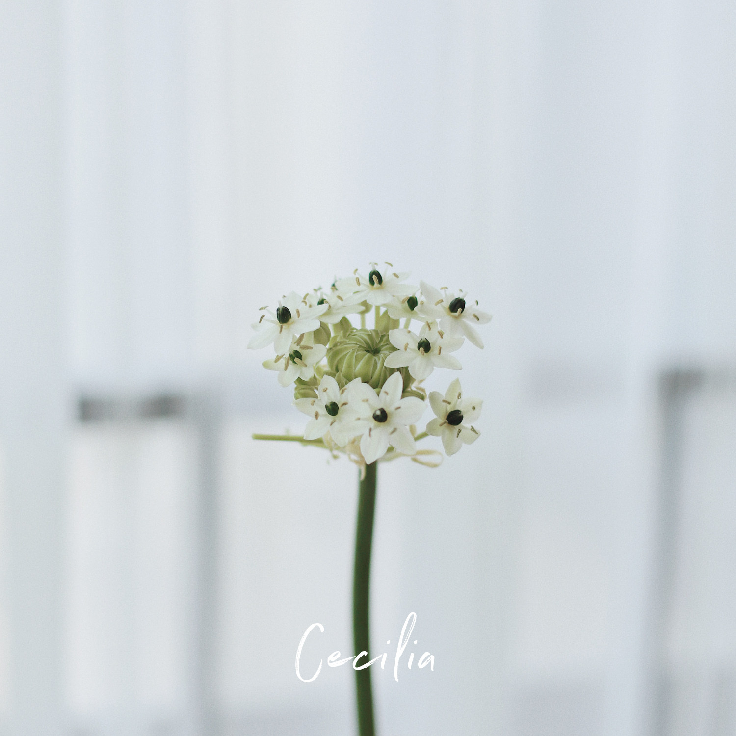 cecilia天鹅绒鲜花花束圣心金伯利家庭办公室插花云南鲜花速递同城