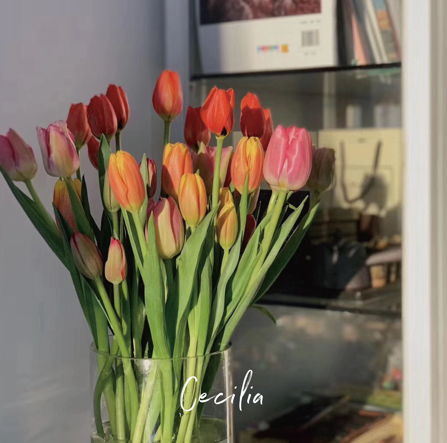 cecilia郁金香鲜切多色家用水园艺插花云南斗南花市鲜花速递同城