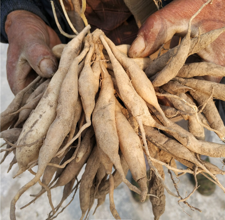 广西现挖新鲜大天冬去根野生天门冬泡水泡煲汤天门冬