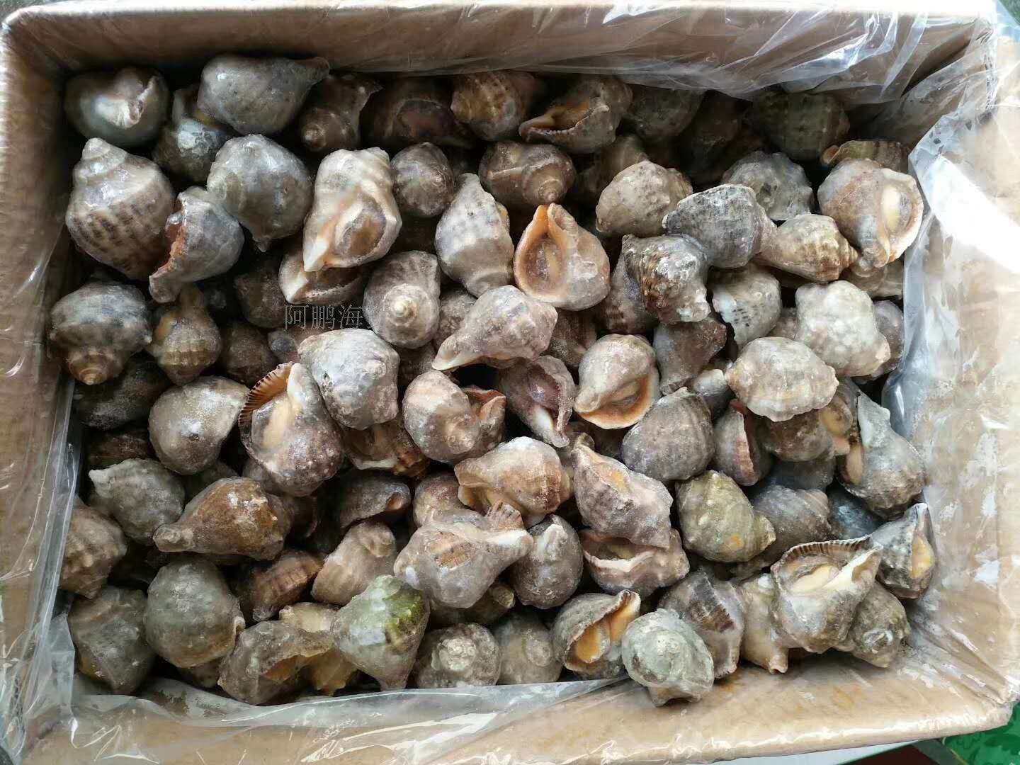 海螺大海野生海捕花螺苦海鲜水产生冻河螺1箱贝类制品
