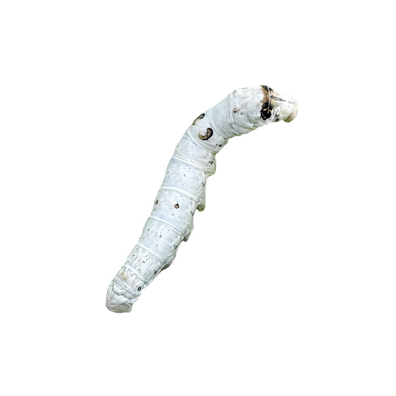 白色蚕宝宝活物幼虫活体春蚕蚕卵学生养蚕套装蚕宝宝