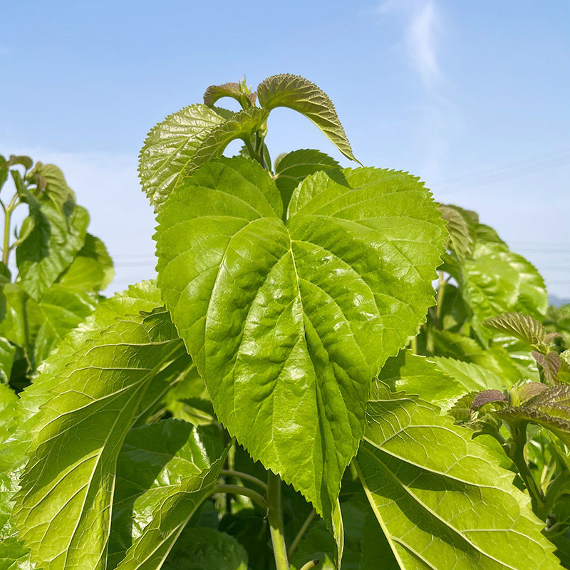 现摘新鲜桑叶蚕宝宝鲜嫩桑蚕叶喂蚕小蚕叶食物包邮蚕宝宝