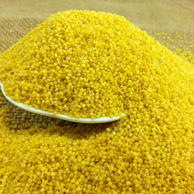 陕北米脂小米五谷杂粮米粥浓稠香米孕妇小米