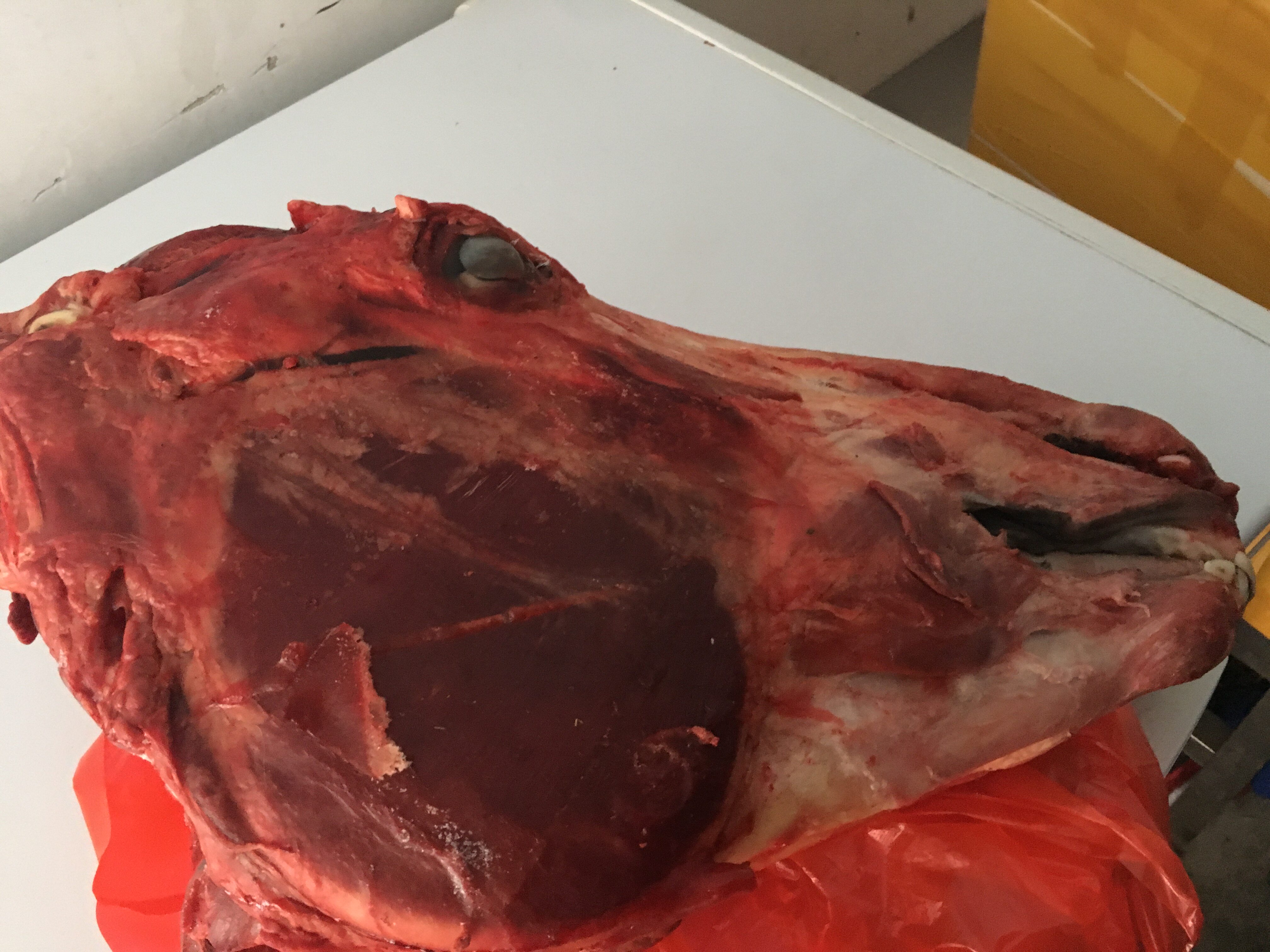 新鲜正宗生驴头去皮皮带舌头脑子脸头现宰皮肉其它生肉制品