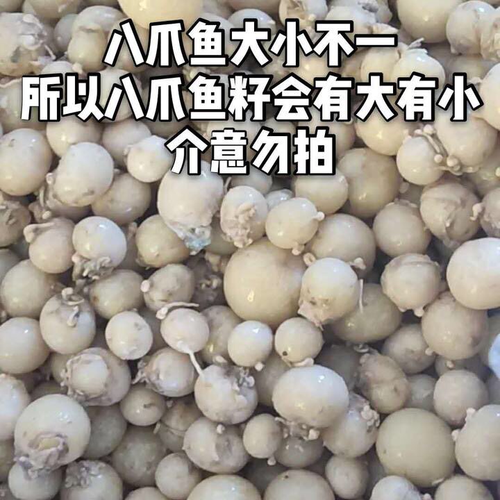 八爪鱼新鲜冷冻爆头大米章鱼八抓鱼卵迷你蛋蛋冷冻章鱼
