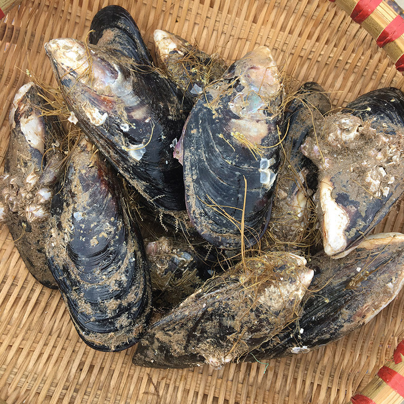 成都海鲜水产鲜活青口贝野生贻贝新鲜海虹淡菜活体贝类500g一斤