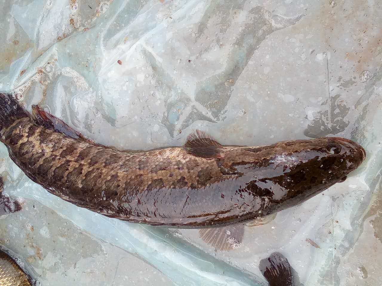 微山湖野生黑鱼乌鱼财鱼4斤包邮 野生鱼鲜活现杀顺丰包邮