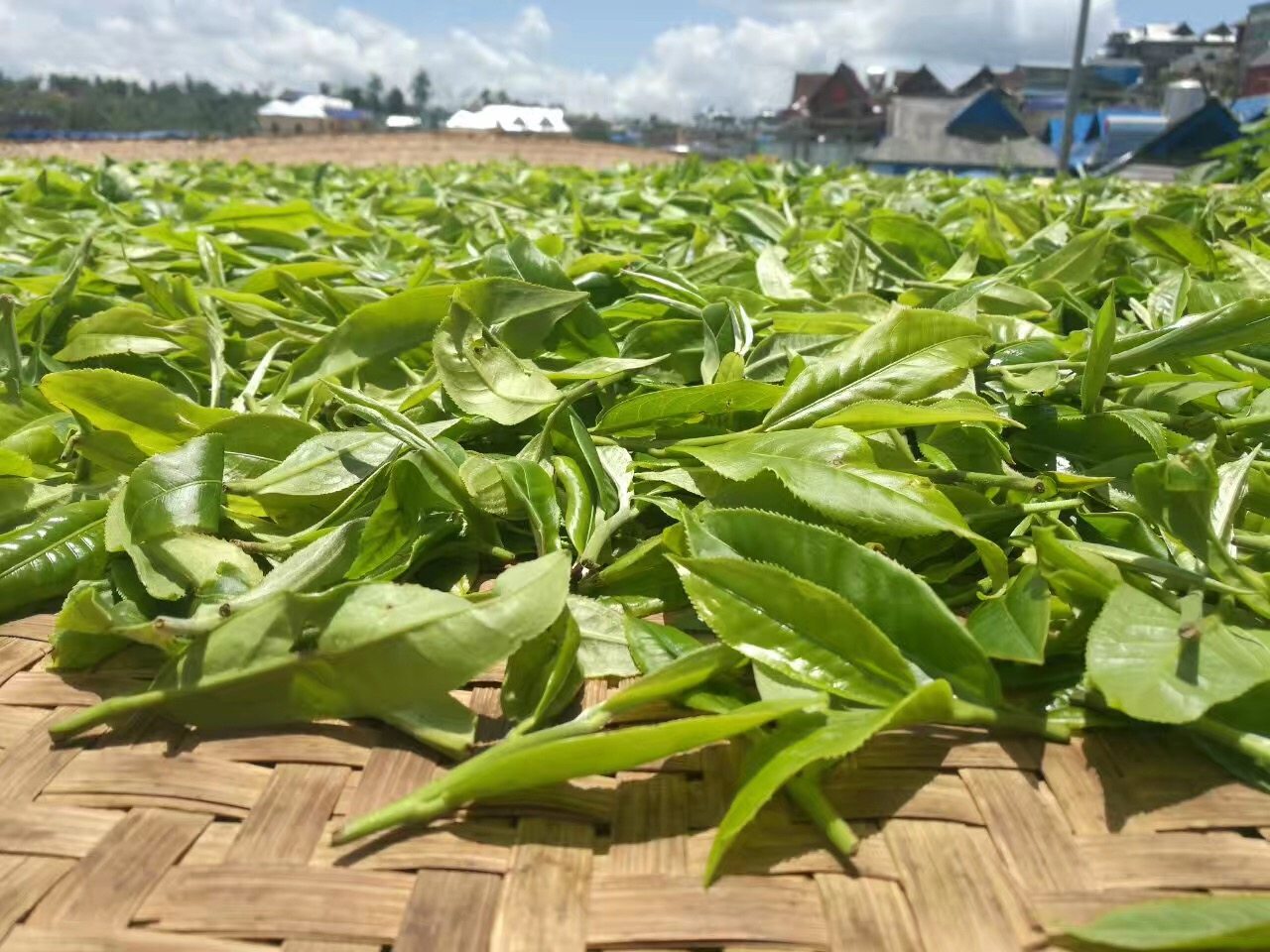 云南普洱茶布朗山朗山2019班老寨生茶头古树春茶200克饼普洱