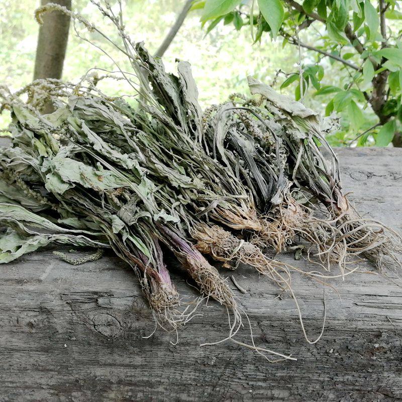 新货500克 新鲜车前草干 野生包邮晒干车前草茶整株 正品干货无硫