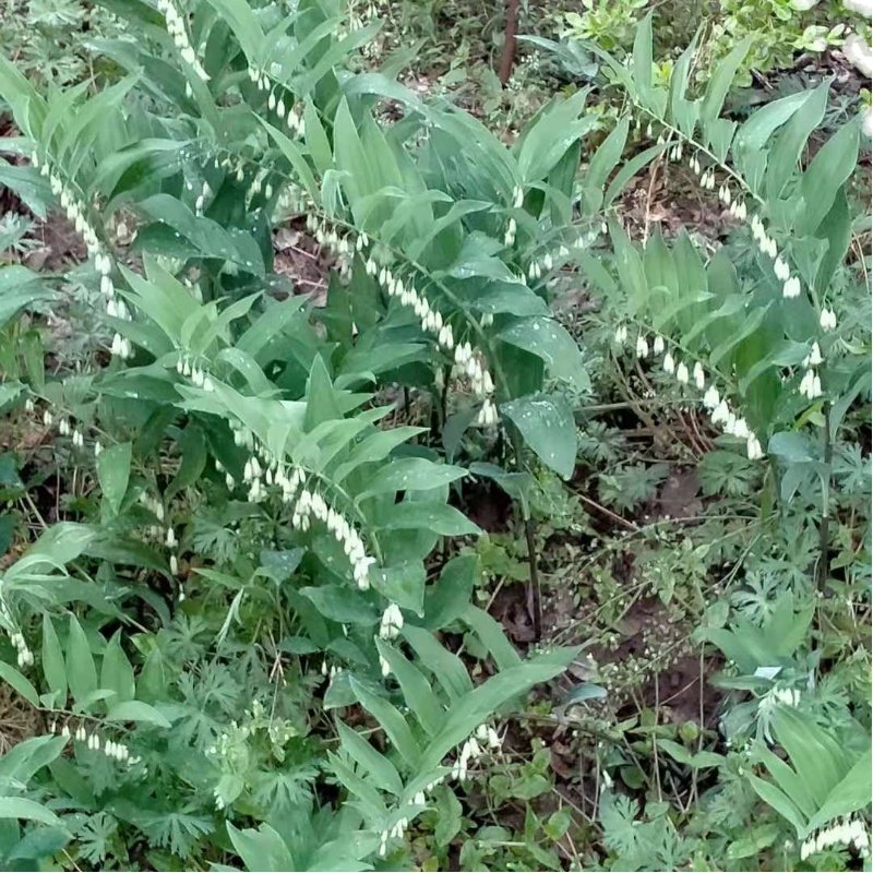 庭院新款美观绿植种根花卉食用玉竹煲汤止血多肉植物