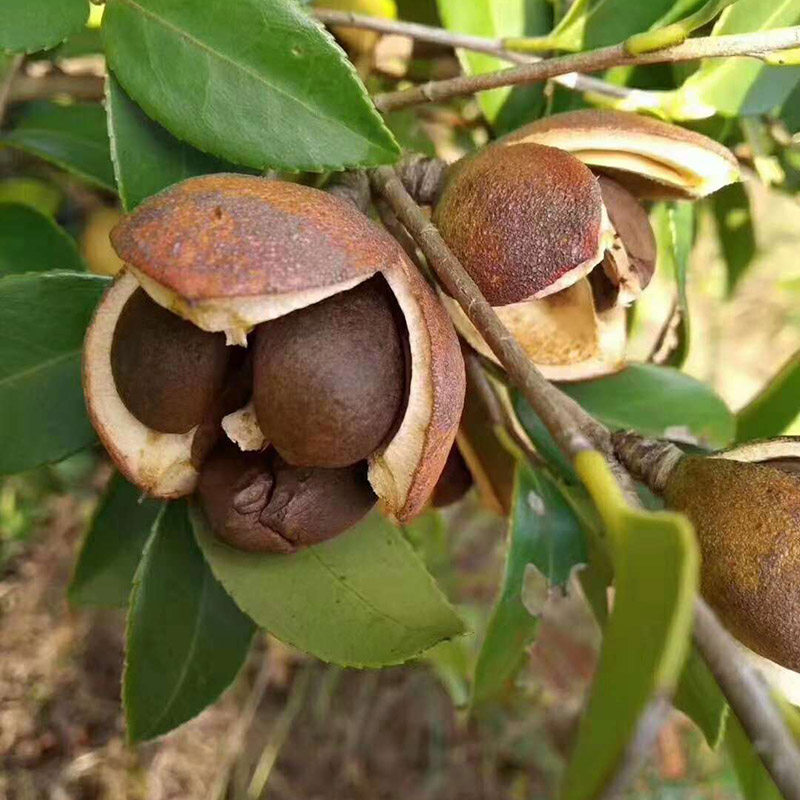 山茶仔粉茶枯洗发止痒防脱护发5斤包邮多用途清洁剂