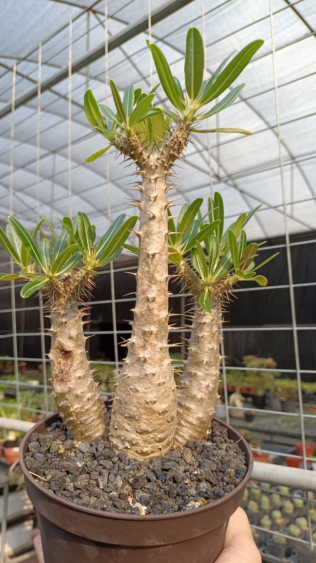 多肉块根植物凯蒂棒槌有伤特价多肉植物