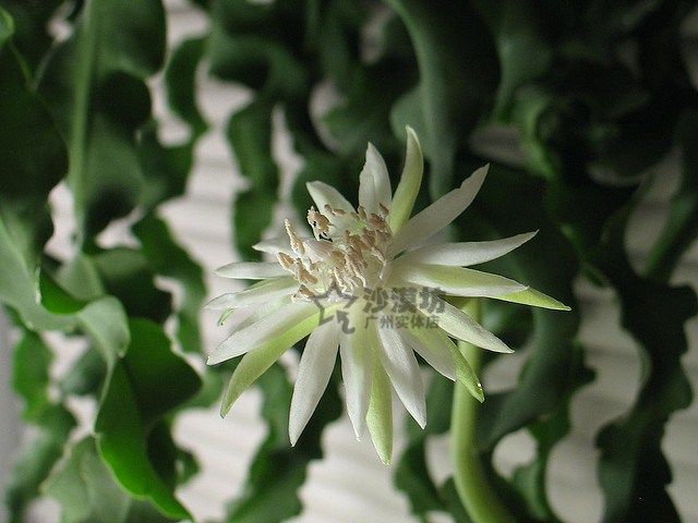 多肉昙花植物卷卷特色品种15cm枝条易养易发根多肉植物