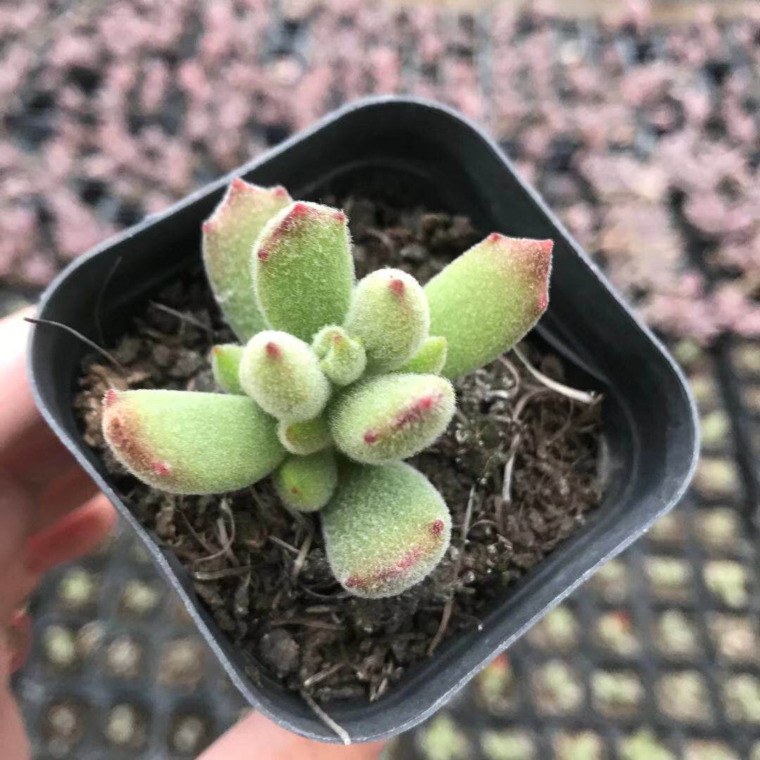 猫爪景天银波锦多肉植物盆栽组合防辐射绿植办公室子猫之爪30包邮