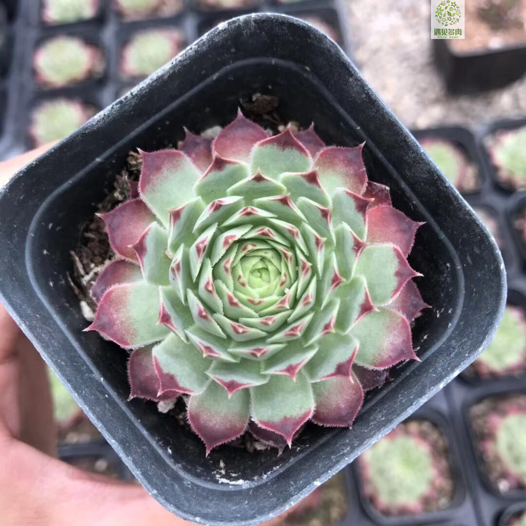 多肉植物柔情长生铁观音阳台防辐射甲醛多肉植物