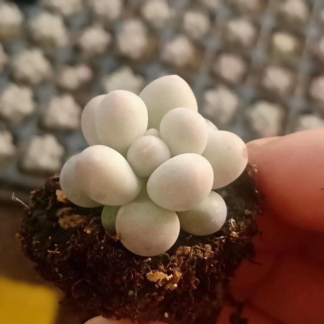 正版糖豆多肉植物手指汤圆进口花卉办公室拇指多肉植物